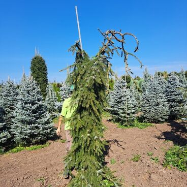 Ель сербская "Пендула" / Picea omorika "Pendula"