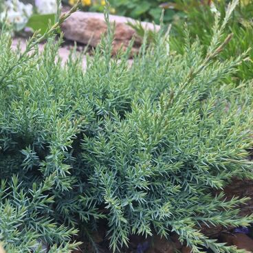 Можжевельник гориз. "Агнешка" / Juniperus horizontalis "Agnieszka"