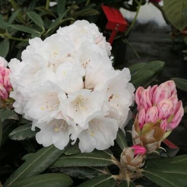 Рододендрон якушиманский "Эдельвейс" / Rhododendron yakushimanum "Edelweiss"