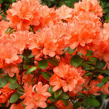 Азалия японская "Гейша Оранж" / Rhododendron obtosum "Satschiko" (Geisha Orange)