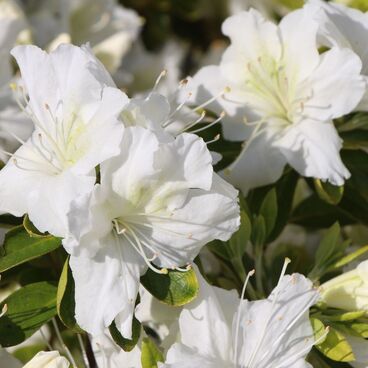 Азалия японская "Шнеевиттхен" / Rhododendron obtosum "Schneewittchen"