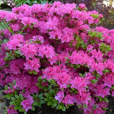 Азалия японская "Кермезина" / Rhododendron obtosum "Kermesina"