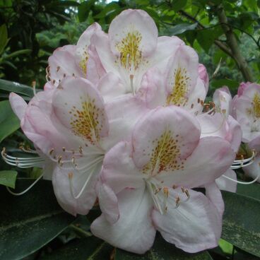 Рододендрон "Гомер Ватерер" / Rhododendron "Gomer Waterer"
