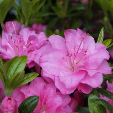Азалия японская "Розинетта" / Rhododendron obtosum "Rosinetta"