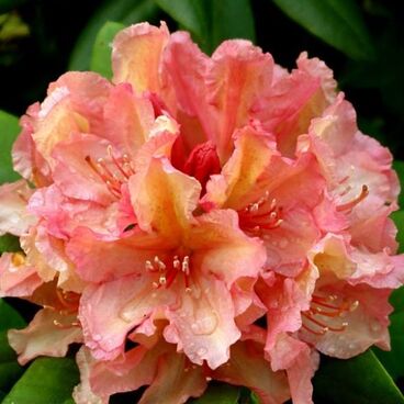 Рододендрон "Бразилия" / Rhododendron "Brasilia"