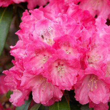 Рододендрон якушиманский "Моргенрот" / Rhododendron yakushimanum "Morgenrot"