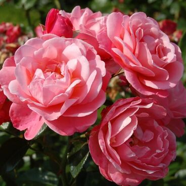 Роза "Майн Шонер Гартен" / Rosa "Mein schoner Garten"
