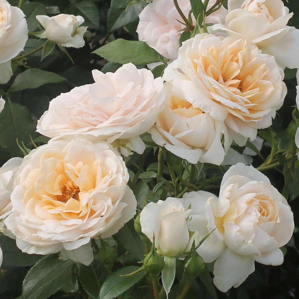 Роза Лионс-Роз