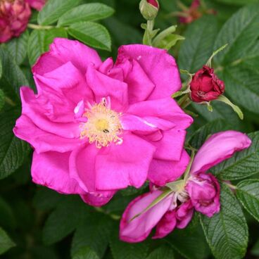 Роза морщинистая / Rosa rugosa