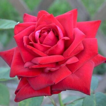 Роза "Бургунд 81" / Rosa "Burgund 81"