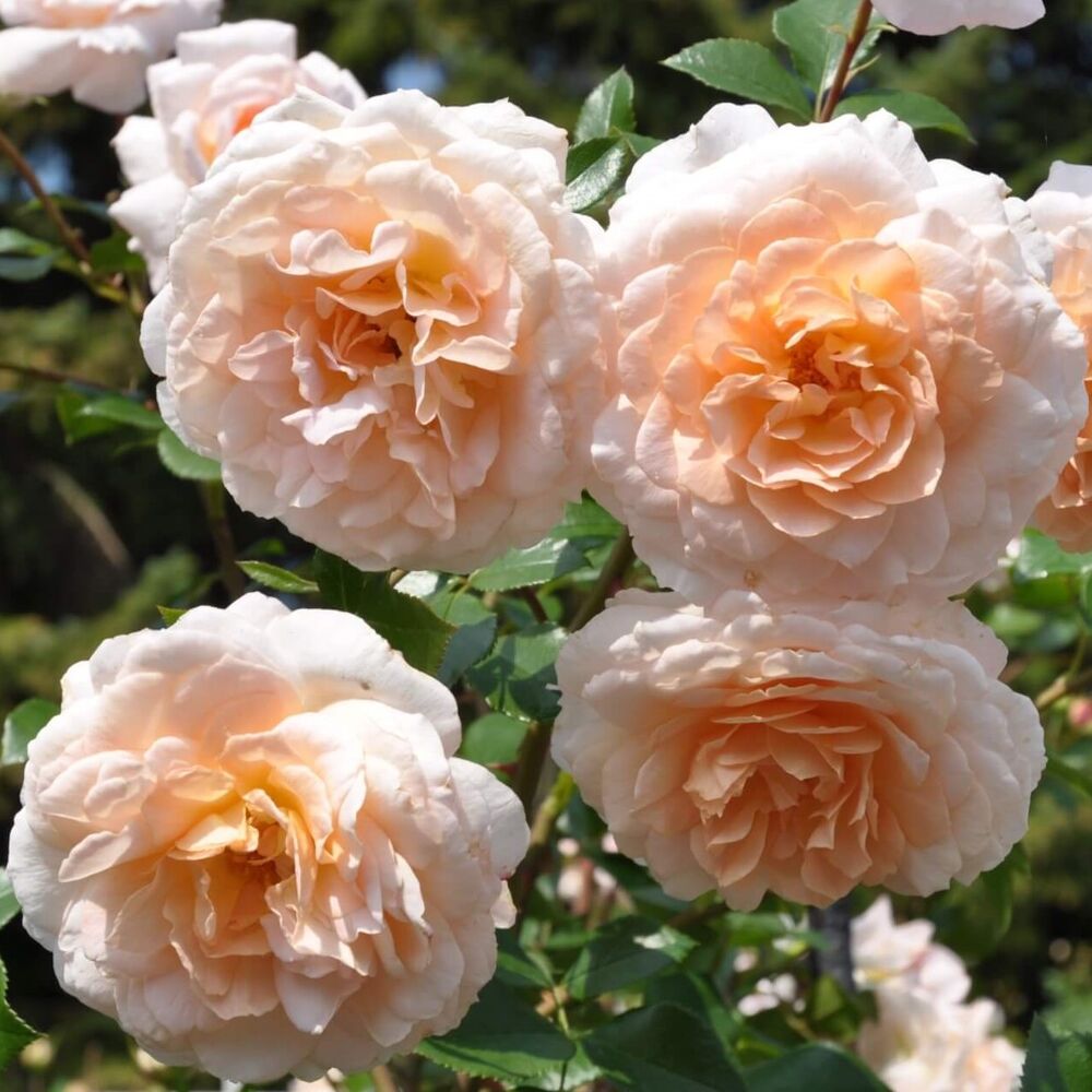 Роза Шлосс Ойтин: особенности и характеристика сорта, правила посадки, выращивания и ухода, отзывы - все о розах на сайте Roses.ru