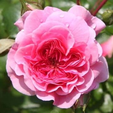 Роза "Пинк Свани" / Rosa "Pink Swany"