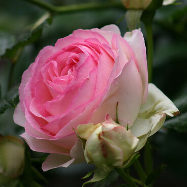 Роза "Эден Роз 85" / Rosa "Eden Rose 85"