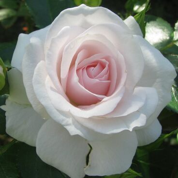 Роза "Аспирин Роз" / Rosa "Aspirin Rose"