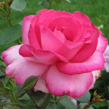 Роза "Эсмеральда" / Rosa "Esmeralda"