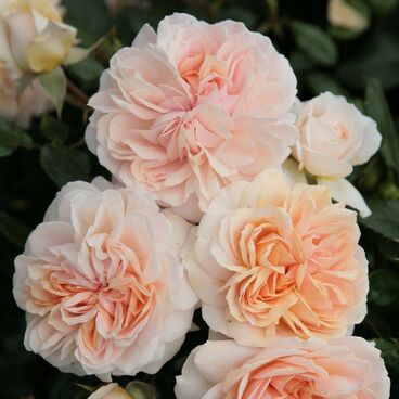 Роза "Гарден оф Роузес" / Rosa "Garden of Roses"