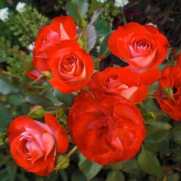 Роза "Плантен эн Блюмен" / Rosa "Planten un Blomen"