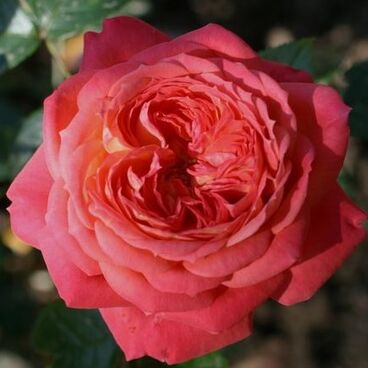 Роза "Куин оф Хартс" / Rosa "Queen of Hearts"