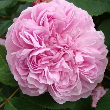 Роза "Жак Картье" / Rosa "Jacques Cartier"