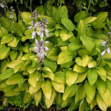 Хоста "Голд Стандарт" / Hosta "Gold Standart"