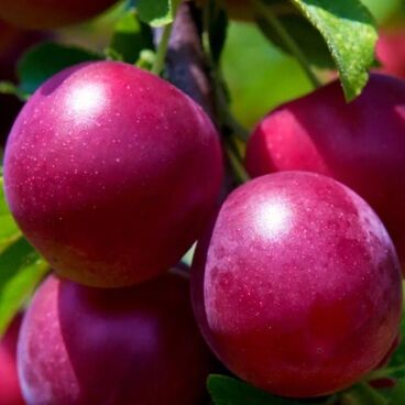 Алыча "Найдена" / Prunus rossica "Naydena"