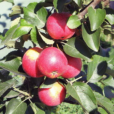 Яблоня колонновидная "Арбат" / Malus domestica "Arbat"