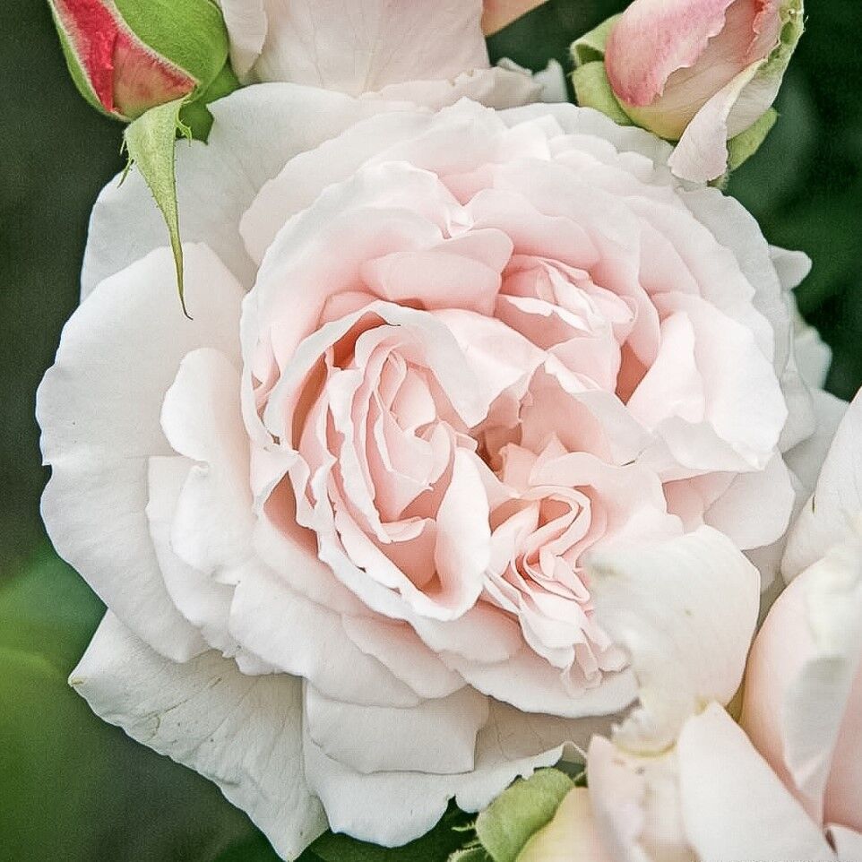 Роза Моцарт Фото