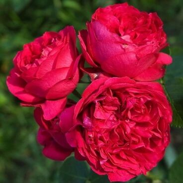 Роза "Ред Эден Роуз" / Rosa "Red Eden Rose"