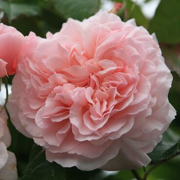 Роза "Роуз де Толбиак" / Rosa "Rose de Tolbiac"