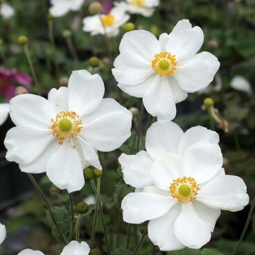 Анемона японская "Андреа Аткинсон" / Anemone japonica "Andrea Atkinson"