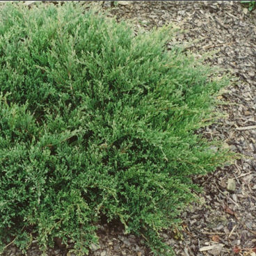 Можжевельник гориз. "Прострата"/ Juniperus horizontalis "Prostrata"