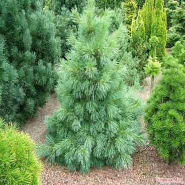 Сосна Шверина "Витхорст" / Pinus x schwerinii "Wiethorst"
