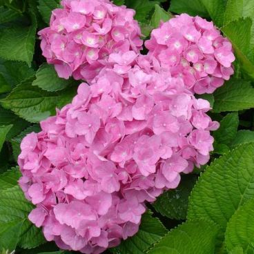 Гортензия крупнолистная "Форевер энд Эвер", (Pink)/ Hydrangea macrophylla "Forever & Ever"