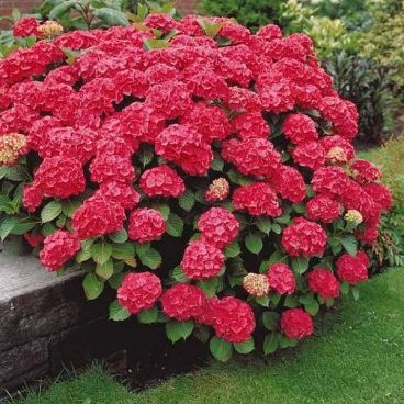 Гортензия крупнолистная "Форевер энд Эвер", (Red) / Hydrangea macrophylla "Forever & Ever"