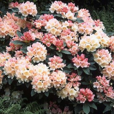 Рододендрон якушиманский "Голден Торч" / Rhododendron yakushimanum "Golden Torch"