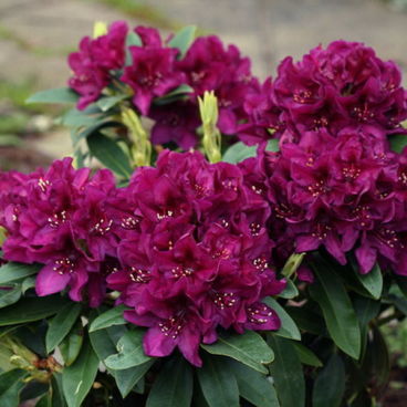 Рододендрон "Поларнахт" / Rhododendron hybriden "Polarnacht"