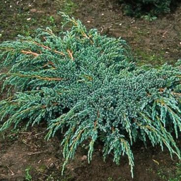 Можжевельник чешуйчатый "Блю Спайдер"/ Juniperus squamata "Blue Spider"