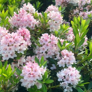 Рододендрон мелкоцветковый "Блумбукс"/ Rhododendron micranthum "Bloombux"