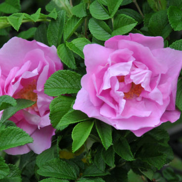 Роза морщинистая "Фокси"/ Rosa rugosa "Foxi"