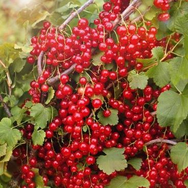 Смородина красная "Натали" / Ribes rubrum "Nataly"