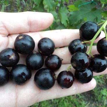 Смородина черная "Литвиновская"/ Ribes nigrum "Litvinovskaya"