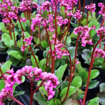 Бадан сердцелистный "Винтерглют"/ Bergenia cordifolia "Winterglut"