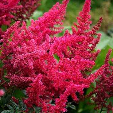 Астильба Арендса "Эльза Шлук" / Astilbe arendsii "Else Schluck"