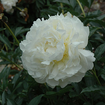 Пион молочноцветковый "Мари Лемуан" / Paeonia lactiflora "Marie Lemoine"