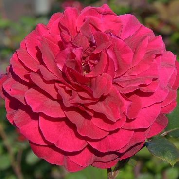 Роза "Бельвью" / Rosa "Bellevue"