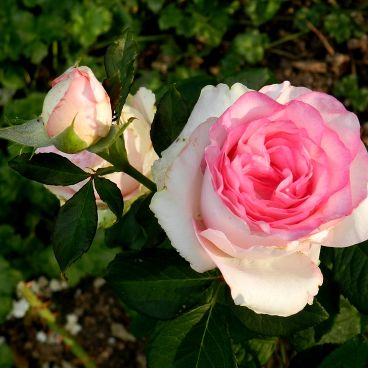 Роза "Дольче Вита" / Rosa "Dolce Vita"