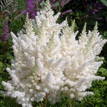 Астильба Арендса "Вейс Глория" / Astilbe arendsii "Weisse Gloria"