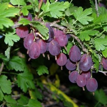 Крыжовник "Грушенька"/ Ribes uva-crispa "Grushenka"