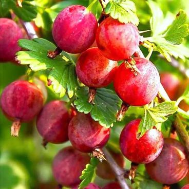 Крыжовник "Колобок" / Ribes uva-crispa "Kolobok"