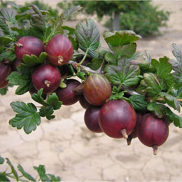 Крыжовник "Садко" / Ribes uva-crispa "Sadko"